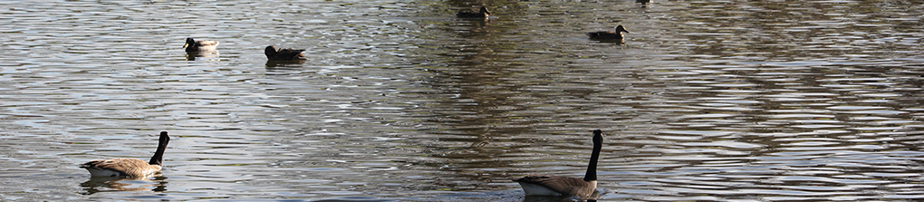 city lake park photo