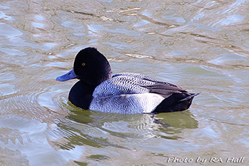 Photo of Lesser Scaup